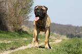 BULLMASTIFF 437